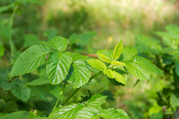 Branch of the wild raspberry in forest on blurred background