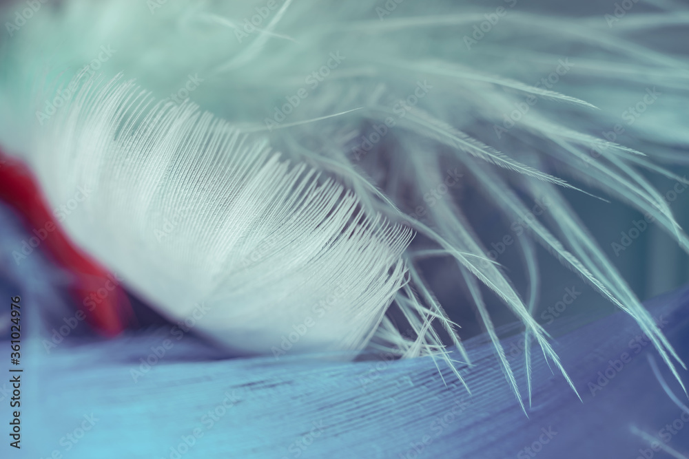 Poster Close up Bird feather. Beautiful background texture. Macro photography view.