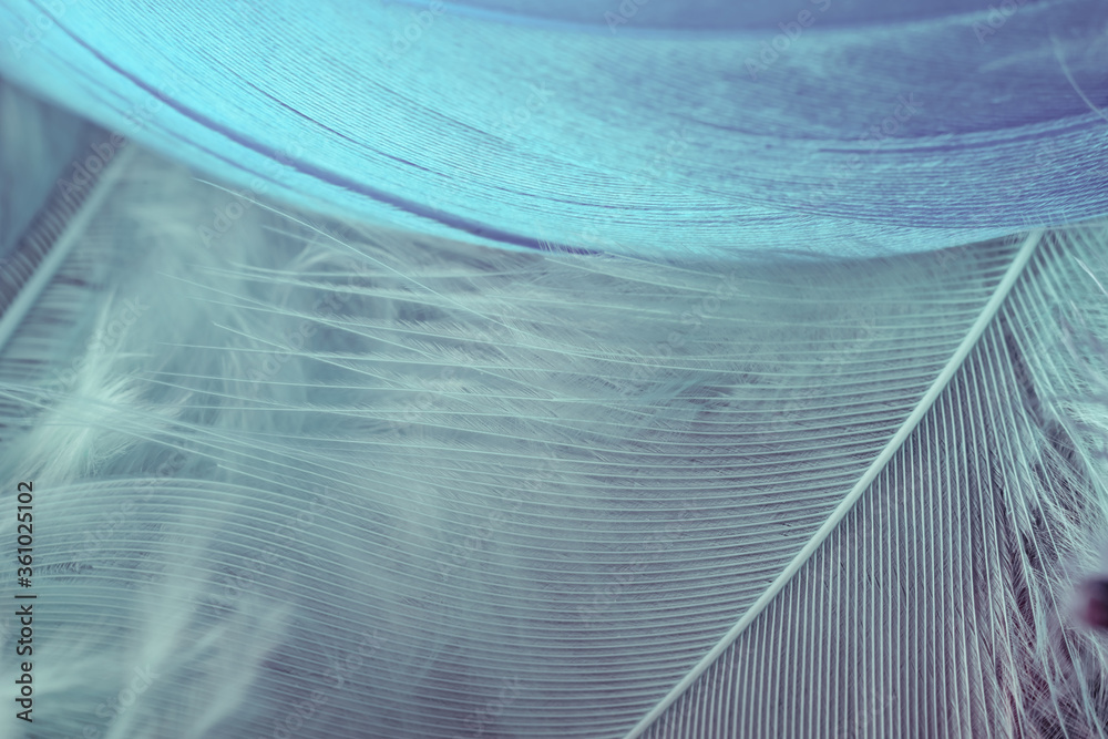 Poster Close up Bird feather. Beautiful background texture. Macro photography view.