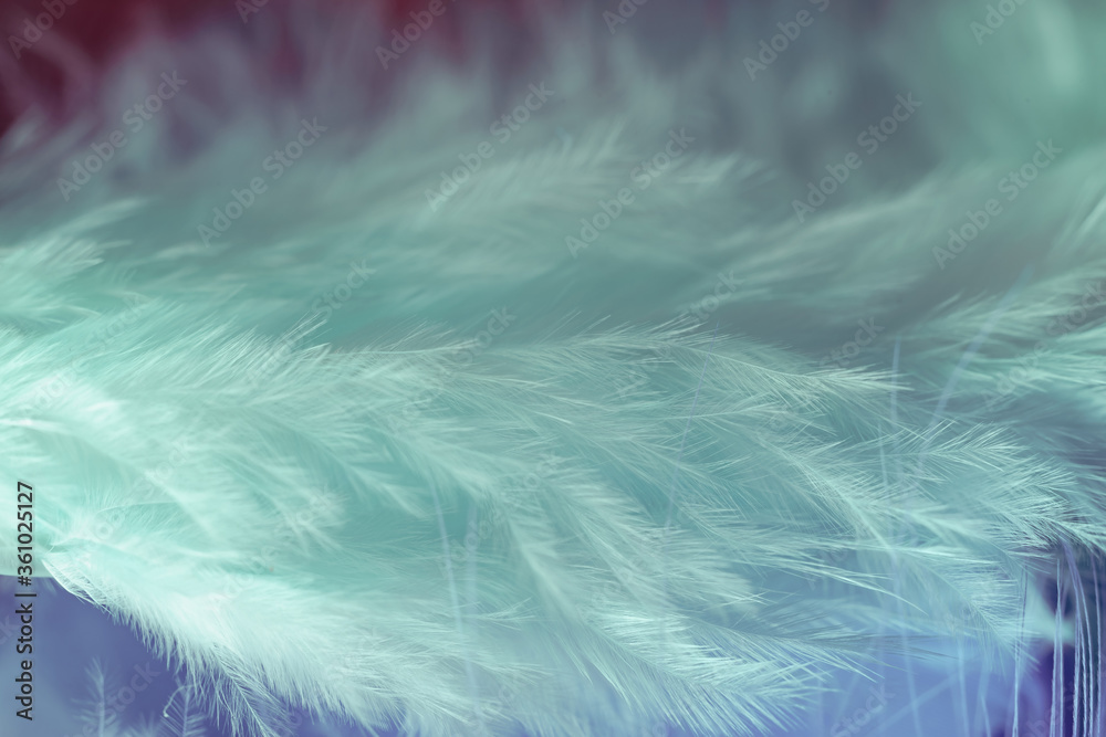 Poster Close up Bird feather. Beautiful background texture. Macro photography view.