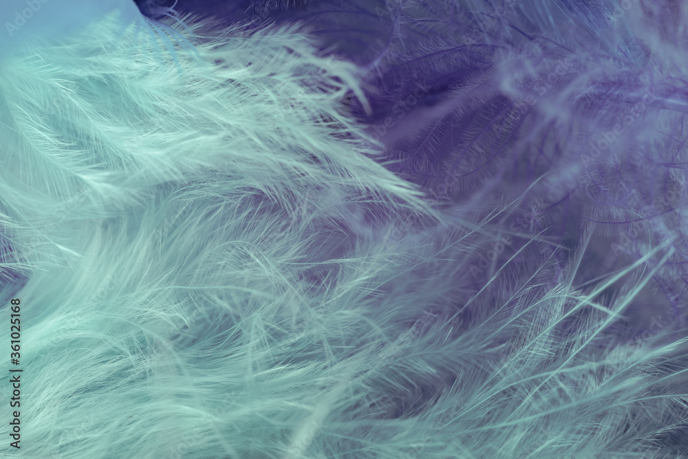 Poster Close up Bird feather. Beautiful background texture. Macro photography view.