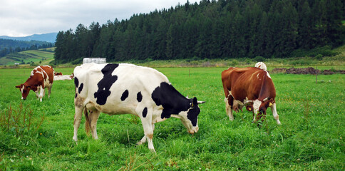 Naklejka na ściany i meble two cows on grassland or meadow eat grass with fores in background in summer time.