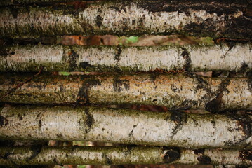 birch tree bark texture in horizontal composition. Some narrow trunks of white birch.