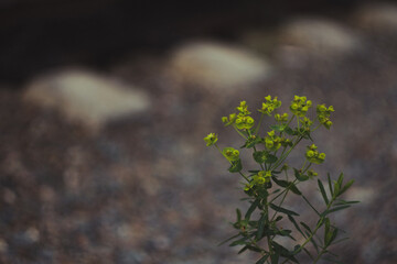 green moss on the rocks