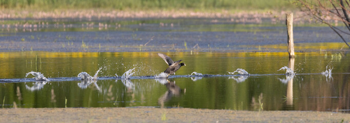 Coot (Fulica atra) running across water with water splashes