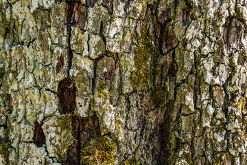 Close-up of an old tree with detailed, beautiful bark