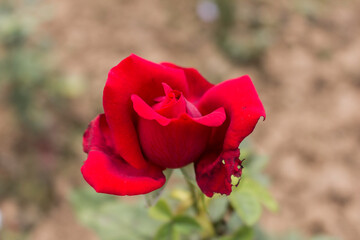 These flowers were clicked in the month of February when it is in full bloom