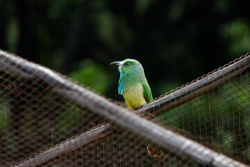 blue and yellow macaw