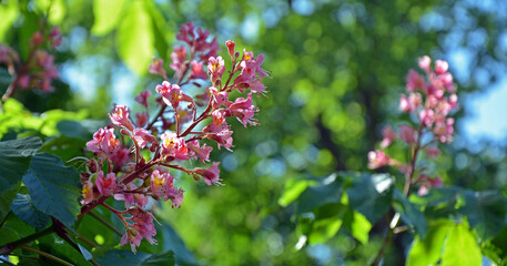 inflorescence of red chestnut in blooming time on growing tree.