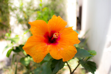 These flowers were clicked in the month of February when it is in full bloom