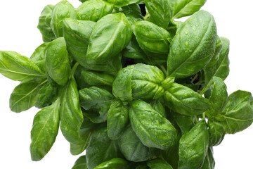 Basil leaves with water drops.