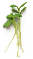 Bunch of micro green sprouts isolated on white background