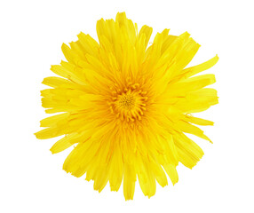yellow dandelion flower isolated with clipping path
