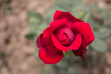 These flowers were clicked in the month of February when it is in full bloom