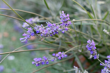 Lavender flowers