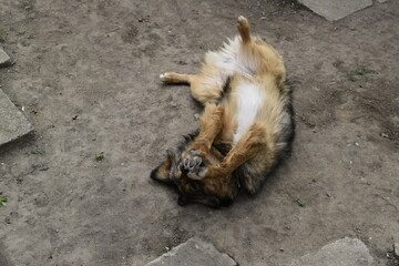 A beautiful three-colored dog is played on the ground lying on his back.