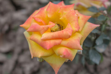 These flowers were clicked in the month of February when it is in full bloom