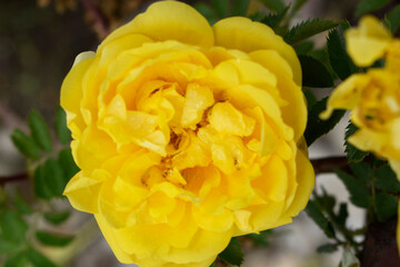 Blooming yellow curly rose, top view.