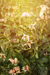 rose bush with wilted and dried flowers without petals at sunset