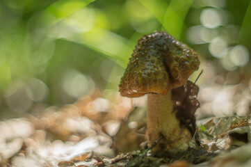 mushroom in the forest