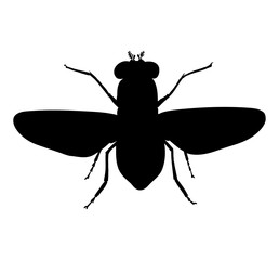 Common fly. Black drawing outline vector image, top view silhouette.