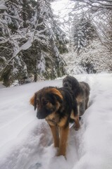 dog in snow