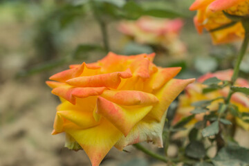 These flowers were clicked in the month of February when it is in full bloom