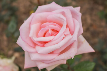 These flowers were clicked in the month of February when it is in full bloom