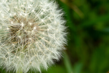 light airy dandelion Opera. The concept of ease and readiness for new beginnings.