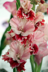 Naklejka na ściany i meble Flower of the gladiolus cultivar 