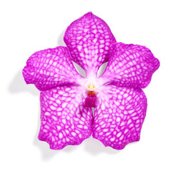 Fototapeta na wymiar Pink vanda orchid flower isolated on white background