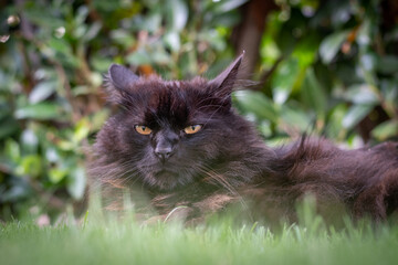 Portrait von einer schwarzen Katze im Gras