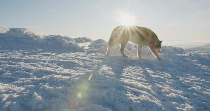red and white furry siberian husky dog running in the mountains. Travel and hiking with pets concept