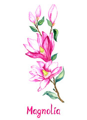 Magnolia twig with pink-purple flowers isolated on white hand painted watercolor illustration with handwritten inscription