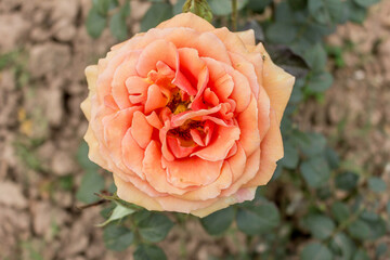 These flowers were clicked in the month of February when it is in full bloom