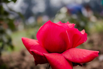These flowers were clicked in the month of February when it is in full bloom