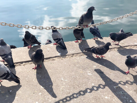 flock of pigeon stanging by the sea