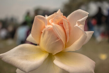 These flowers were clicked in the month of February when it is in full bloom