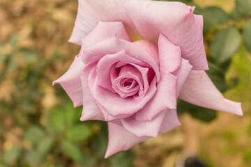 These flowers were clicked in the month of February when it is in full bloom