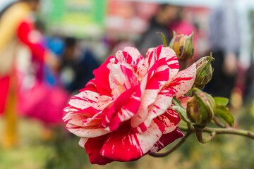 These flowers were clicked in the month of February when it is in full bloom