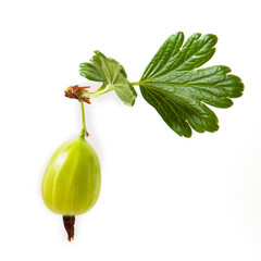 gooseberry on a branch with leaves on a white background, isolate, harvest