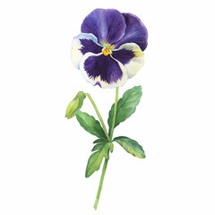 The blue garden tricolor pansy flower (Viola tricolor, viola arvensis, heartsease, violet, kiss-me-quick with leaves. Hand drawn botanical watercolor painting illustration isolated on white background - obrazy, fototapety, plakaty