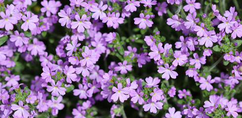 Obraz premium Small purple Erinus alpinus flowers near stone wall. Floral background.
