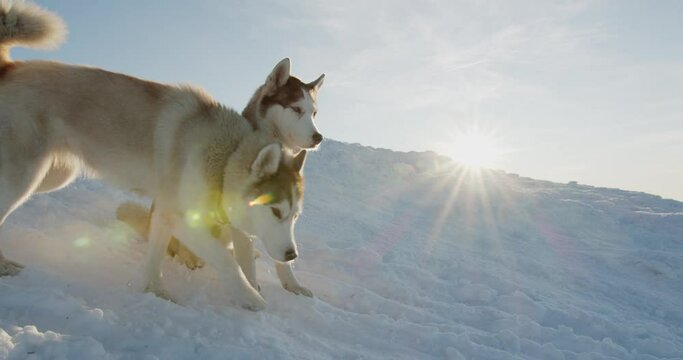 two red and white furry siberian husky dogs sitting on the mountain top and watching beautiful sunset. Travel and hiking with pets concept