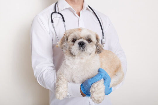 veterinary nurse holding pekingese dog in hands, doctor in blue gloves and white gown, having stethoscope around neck, veterinarian treating sick dog.