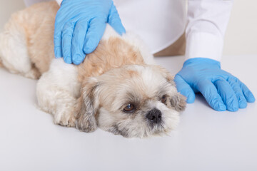 Faceless veterinarian examining pekinese dog in clinic, domestic animal suffering from unknown disease being examined by vet, doctor checking dog's back.