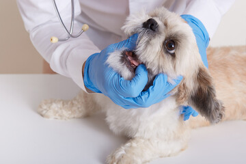 Veterinarian checking dog's teeth, vet doctor examining Pekingese mouth, sick dog in vet clinic,...