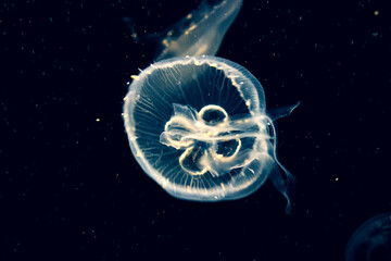 Fototapeta premium A Jellyfish Swim In The Water. Unusual Underwater Photo
