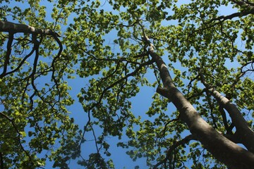 Arboles de Banyoles / trees in Banyoles 