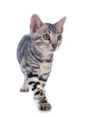 Fototapeta na wymiar bengal kitten in studio